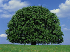 Marc sent me this image.  The tree is similar to the one in his vision. 